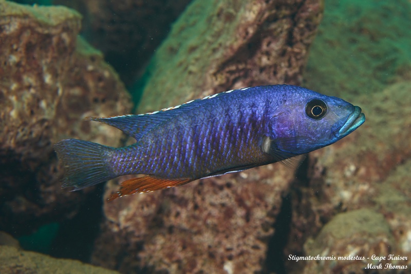Stigmatochromis modestus 'Cape Kaiser'